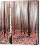Birchforest In Fall Acrylic Print