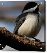 Black-capped Chickadee #1 Acrylic Print