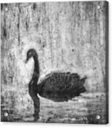 Black Swan #1 Acrylic Print