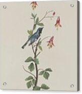 Black-throated Blue Warbler #1 Acrylic Print