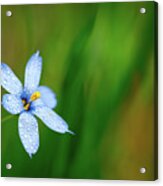 Blue Eyed Grass Flower Acrylic Print
