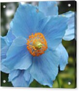 Blue Flower, Butchart Gardens, Victoria BC Canada Acrylic Print
