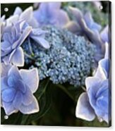 Blue Hydrangea #1 Acrylic Print