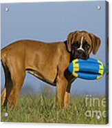 Boxer Puppy #1 Acrylic Print