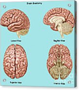 Brain Anatomy, Illustration #1 Acrylic Print