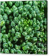 Broccoli Head #1 Acrylic Print