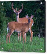 Buck Father And Son #1 Acrylic Print