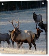 Bull Elk In Frost Acrylic Print