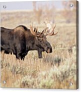 Bull Moose  #1 Acrylic Print