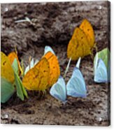 Butterflies Eating Minerals #2 Acrylic Print