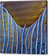 Butterfly Wing Scale Sem #1 Acrylic Print