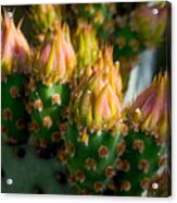 Cactus Flower #1 Acrylic Print