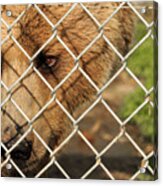 Caged Bear #1 Acrylic Print