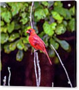 Cardinal Twigging A Break Acrylic Print