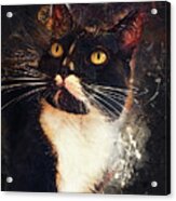 Cat Jagoda #1 Acrylic Print