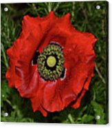 Centerpiece - Red Poppy 010 #1 Acrylic Print