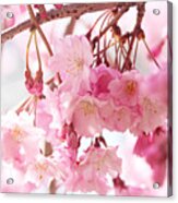 Cherry Blossoms #1 Acrylic Print