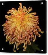 Chrysanthemum #1 Acrylic Print