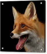 Red Fox Acrylic Print