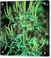 Common Ragweed In Flower Acrylic Print