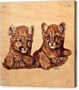 Cougar Cubs #1 Acrylic Print
