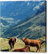 Cows At The Galibier Pass, France #1 Acrylic Print