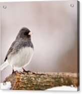 Dark-eyed Junco Acrylic Print