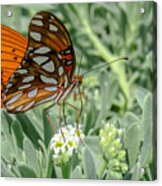 Delicate Butterfly #1 Acrylic Print