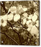 Dogwood Blooms In Sepia #1 Acrylic Print