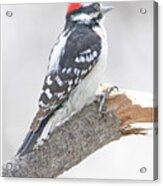 Downy Woodpecker Male, Animal Portrait #1 Acrylic Print