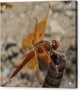 Dragonfly 18 Acrylic Print