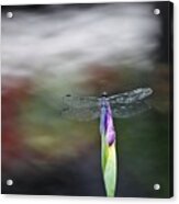 Dragonfly #1 Acrylic Print