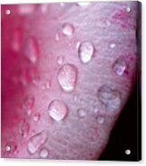 Droplets On Pink #1 Acrylic Print