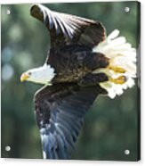 Eagle Flying 3005 #1 Acrylic Print