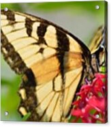 Eastern Tiger Swallowtail 2 #1 Acrylic Print