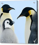 Emperor Penguin Aptenodytes Forsteri Acrylic Print