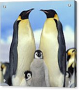 Emperor Penguin Aptenodytes Forsteri #1 Acrylic Print