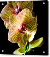 Exotic Orchid Bloom #2 Acrylic Print