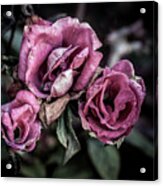 Fading Beauty #1 Acrylic Print