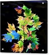 Fall Leaves #1 Acrylic Print