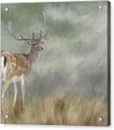 Fallow Deer Portrait Ii Acrylic Print