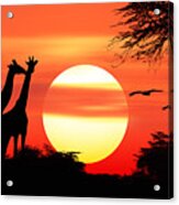 Giraffes At Sunset #1 Acrylic Print