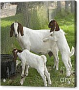 Goat With Kids Acrylic Print