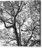 Granby Oak #1 Acrylic Print