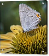 Gray Hairstreak Butterfly #1 Acrylic Print