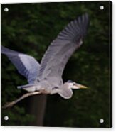 Great Blue Heron In Flight #1 Acrylic Print