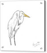Great Egret #1 Acrylic Print