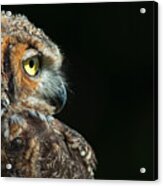 Great Horned Owl #2 Acrylic Print