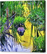 Great Swamp #1 Acrylic Print