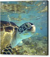 Green Sea Turtle Balicasag Island Acrylic Print